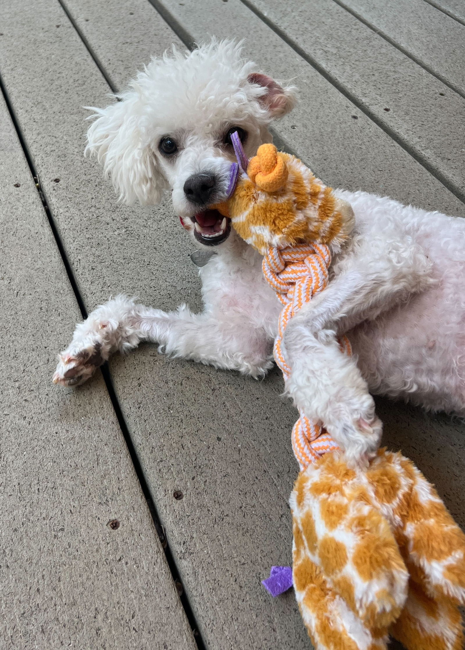Chicory Jun 25 - Poodle (Miniature)