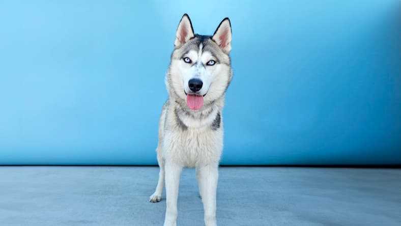 TATAR - Siberian Husky