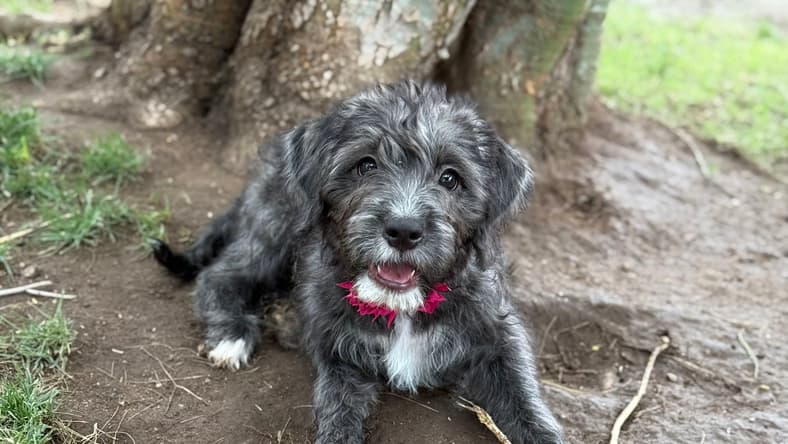 Bee - Poodle (Miniature)