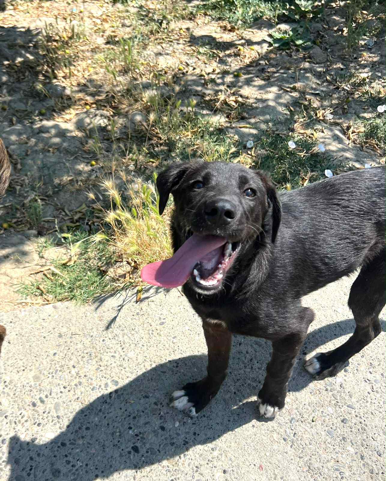 Mogli - Labrador Retriever