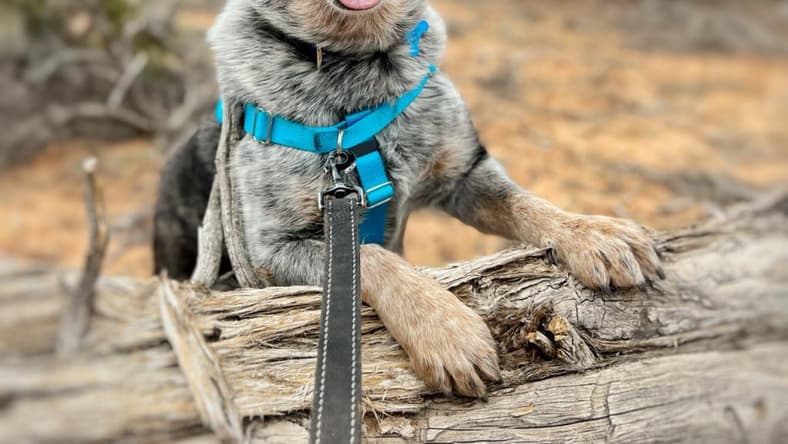 Zorro - Cattle Dog