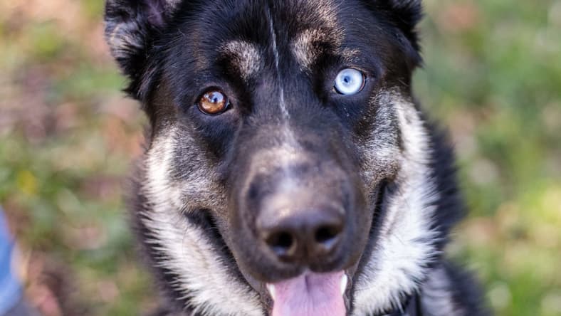 Sinatra - Shepherd