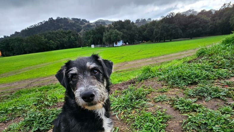 Johnny Boy - Schnauzer