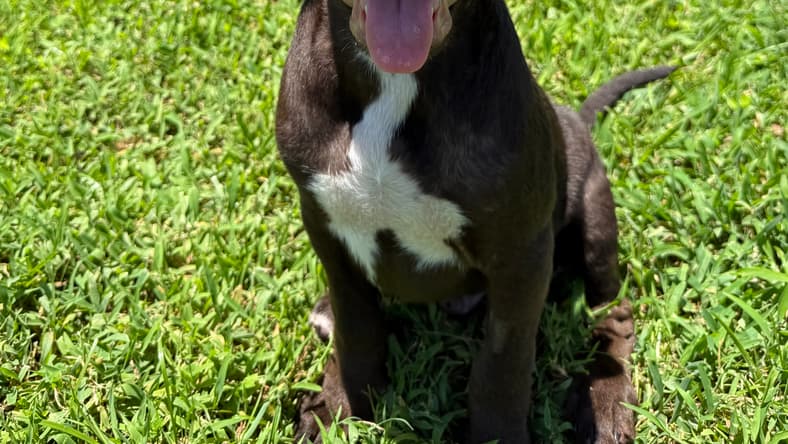 Darwin
