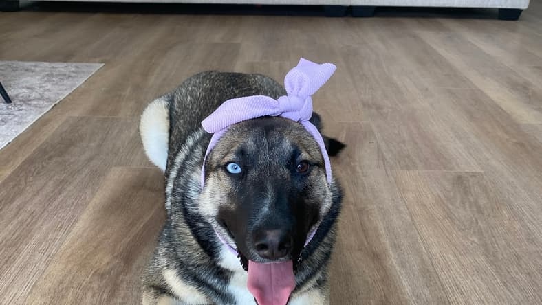 Beautiful Bonnie is looking for her forever home!