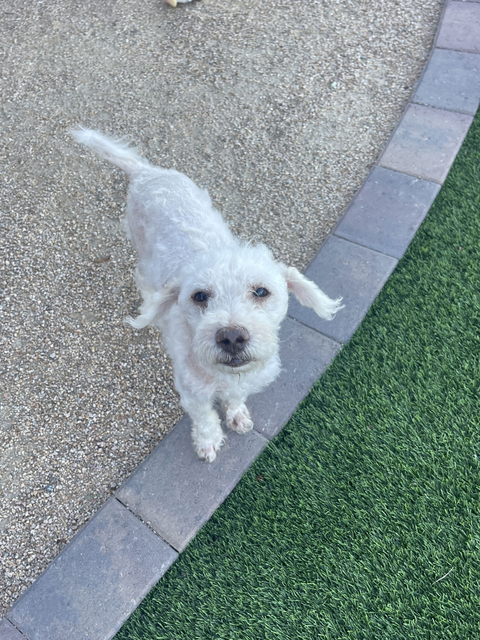 Logan - Poodle (Miniature)
