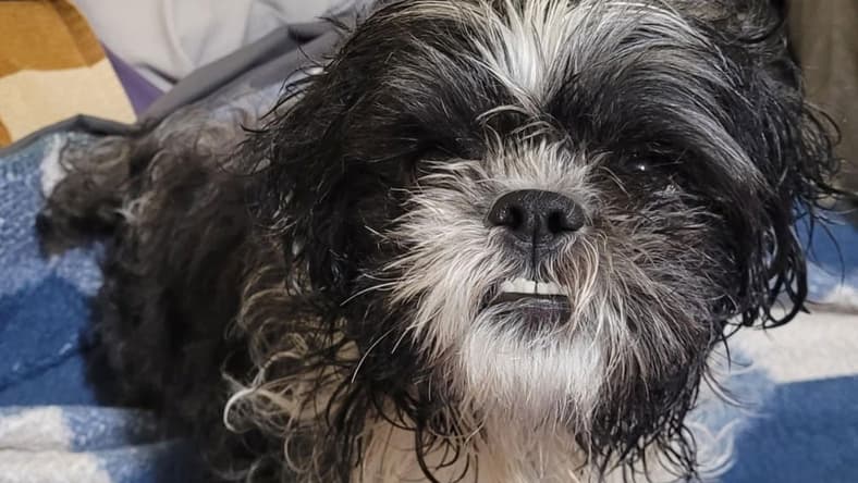 Oreo - Shih Tzu