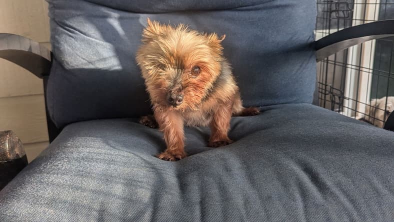 Myles - Yorkshire Terrier Yorkie