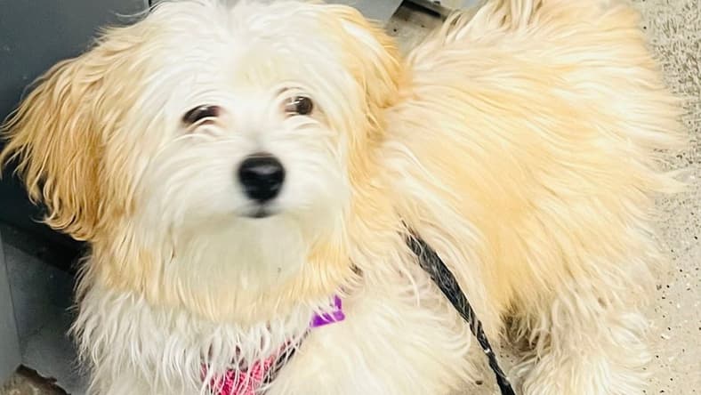 Roxy - Shih Tzu