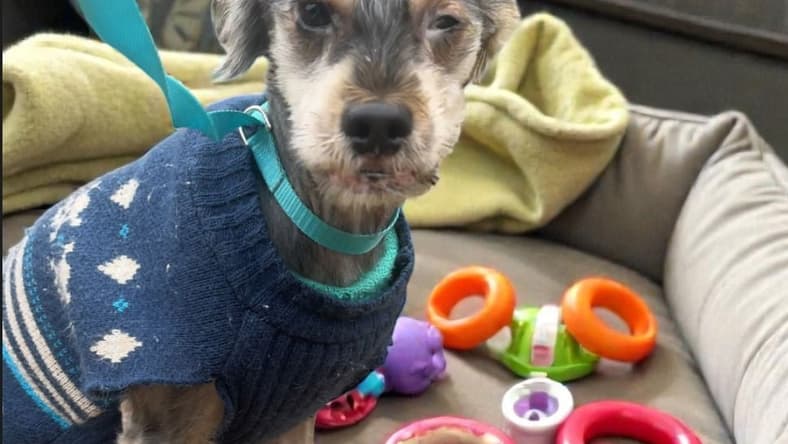 CHARLIE, SWEET, SWEET GRATEFUL BOY - Terrier