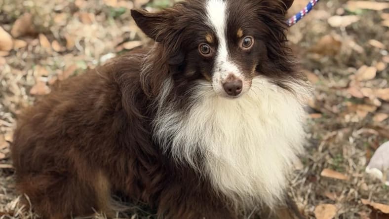 Henry - Australian Shepherd