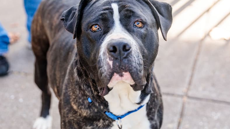 Serene - Pit Bull Terrier