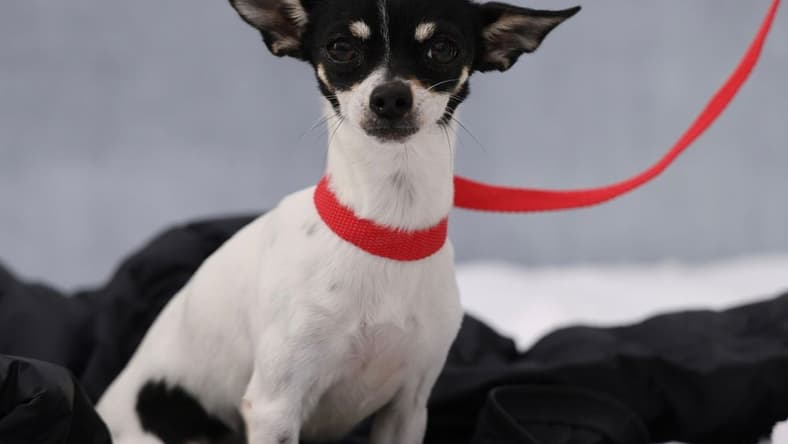 Button - Chihuahua