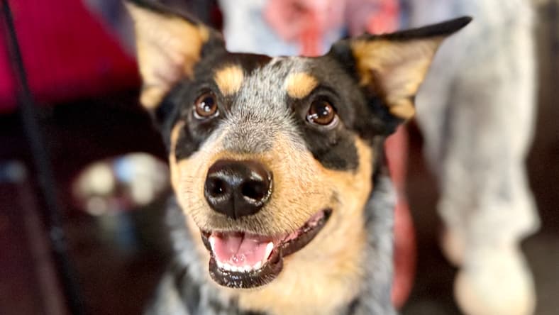 Lainey - Australian Cattle Dog/Blue Heeler