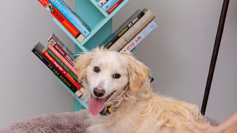 Sesame - Spaniel