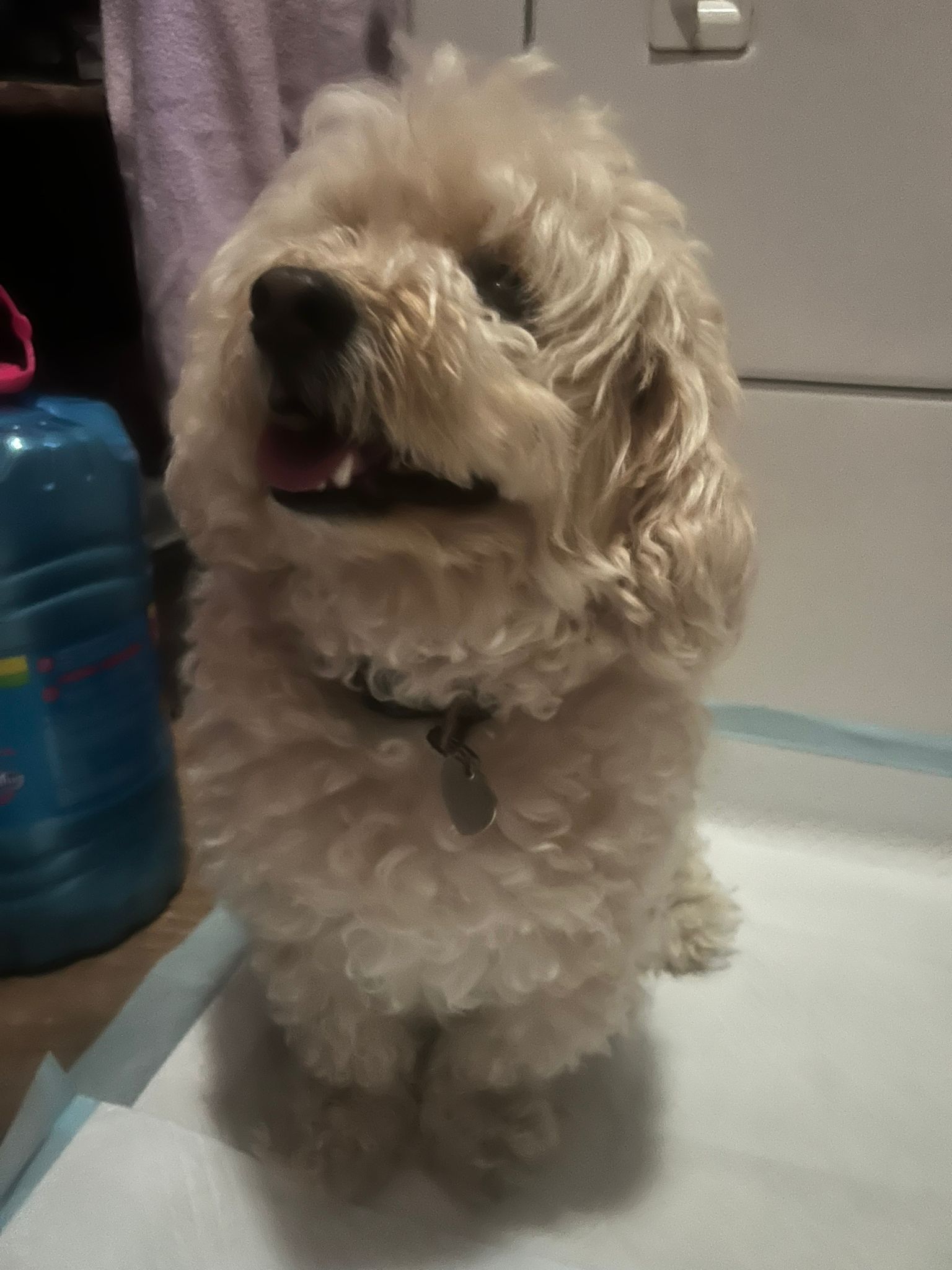 Benny - Maltese