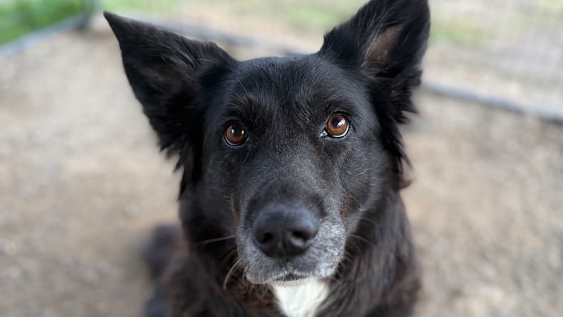 Lizzie - Australian Shepherd