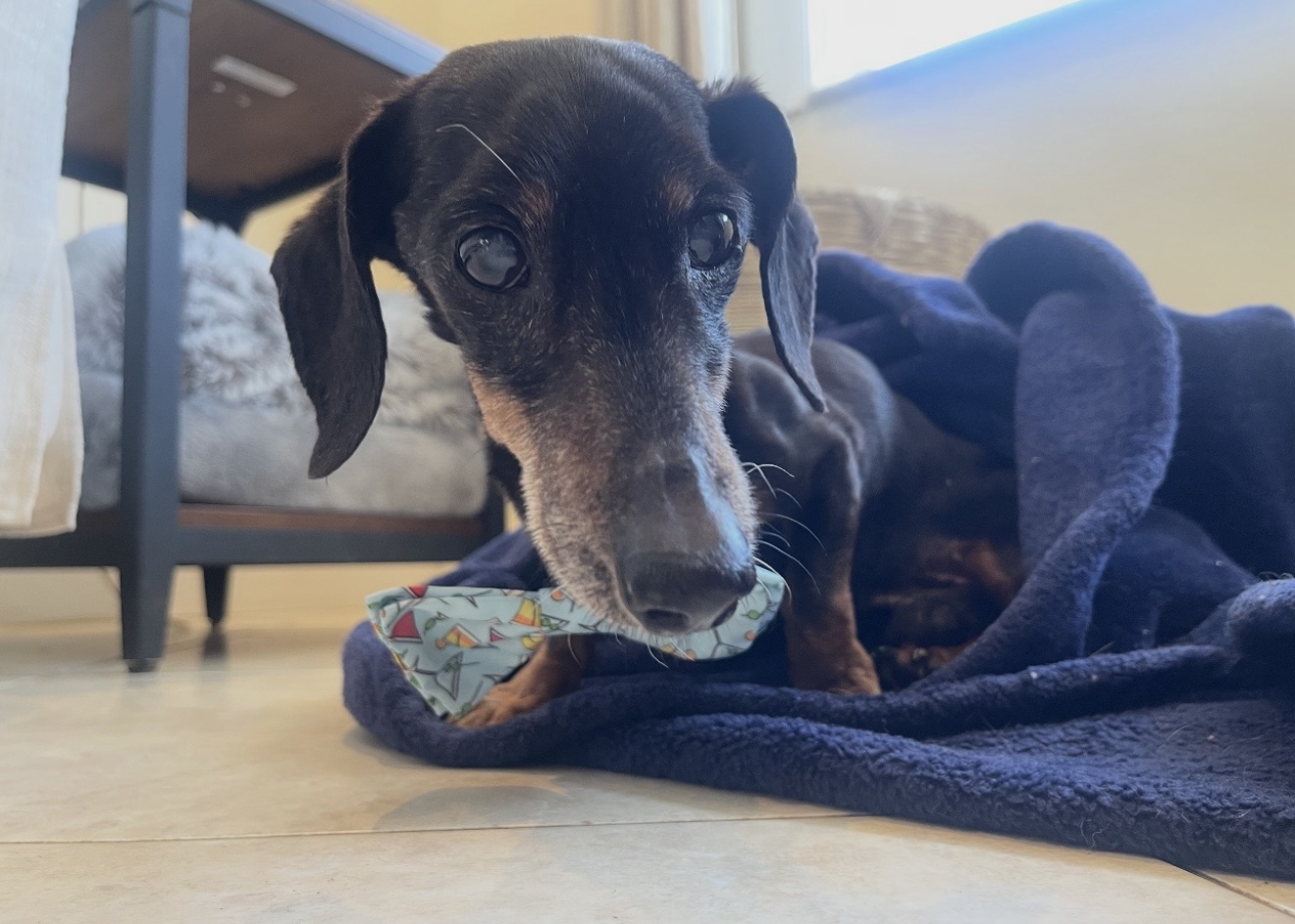 Pepperoni - Dachshund