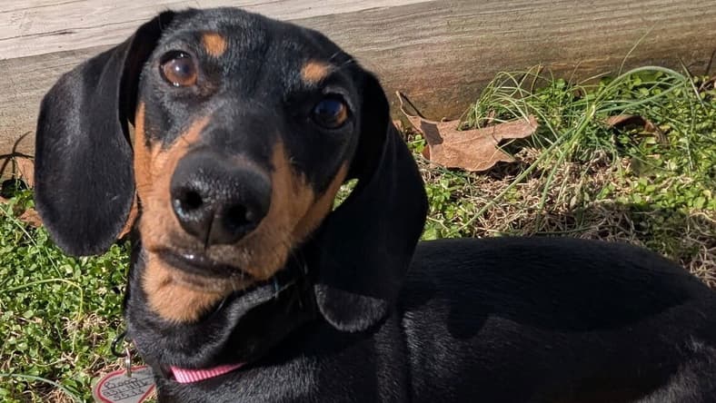 Boop aka Betty Boop in TN - Dachshund