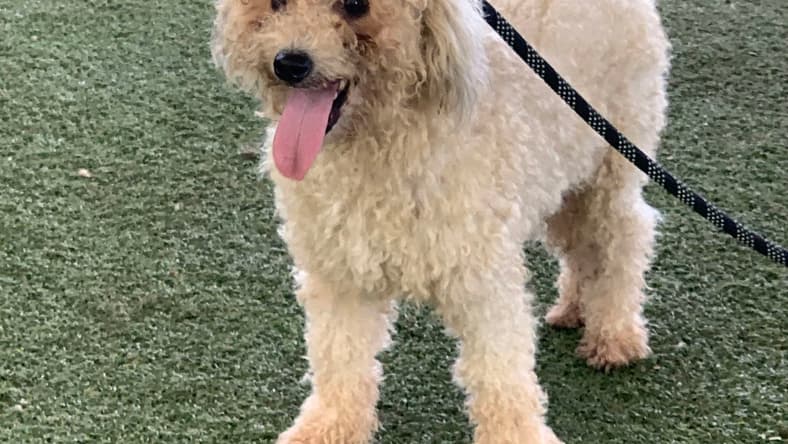 Salty Dog - Poodle (Miniature)