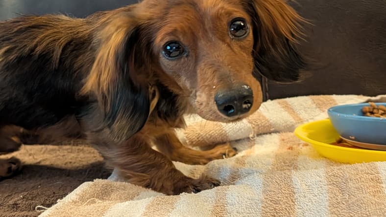 Timmy - Dachshund