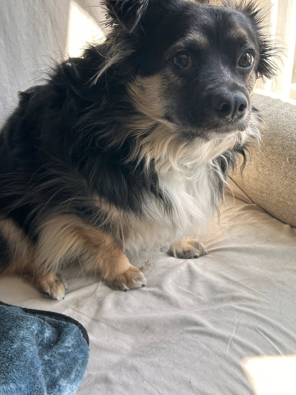 Benji - Pomeranian