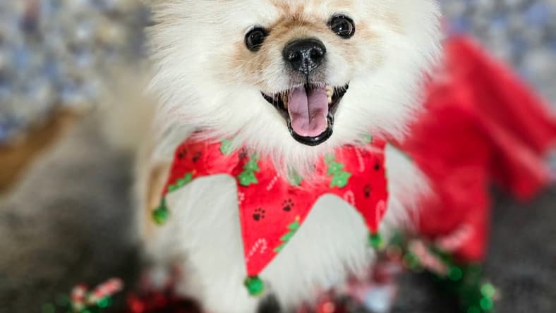 Wilbur - Pomeranian