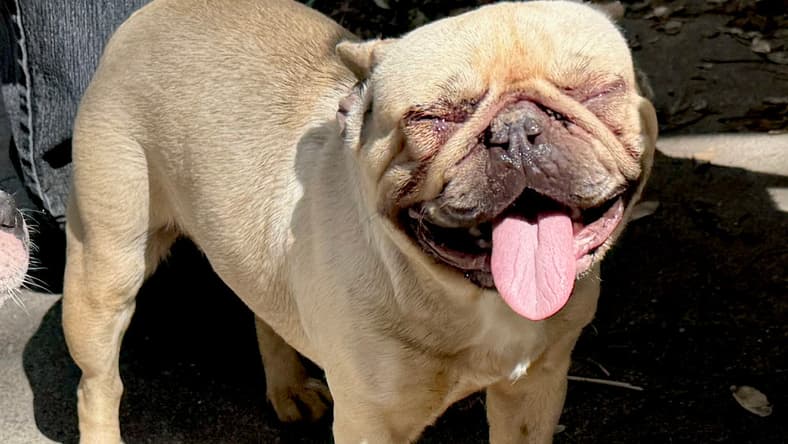 Aubrey - French Bulldog