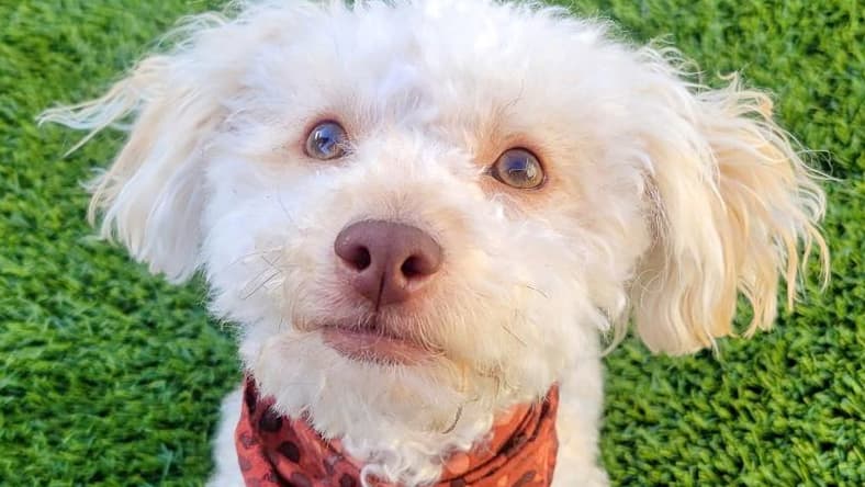 Oakley - Poodle (Miniature)