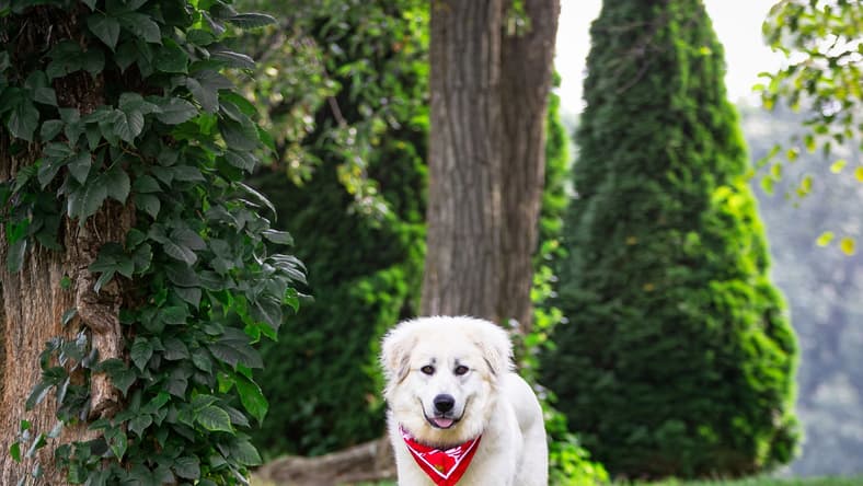 Winnie - Great Pyrenees