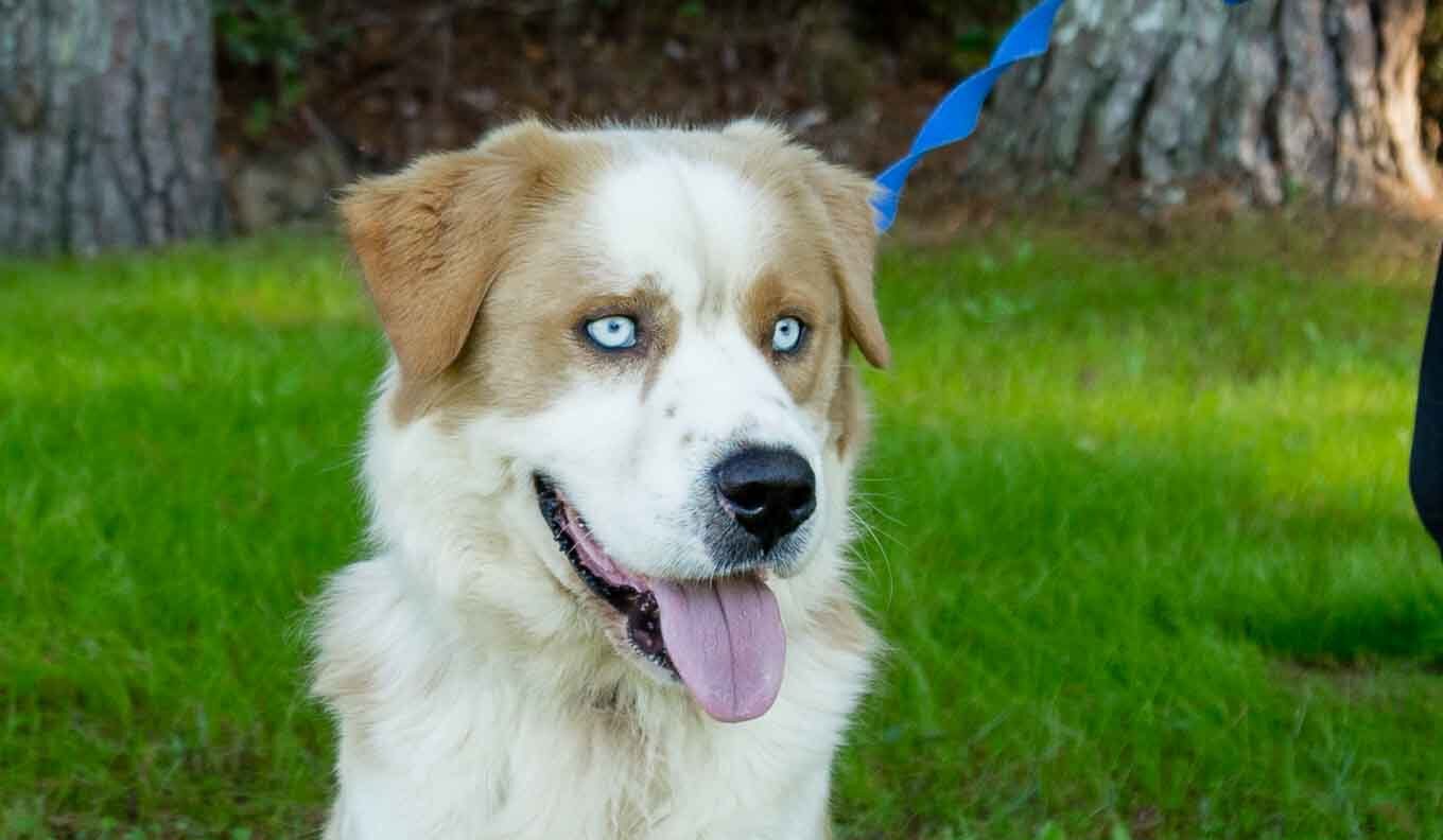 Darwin - Golden Retriever