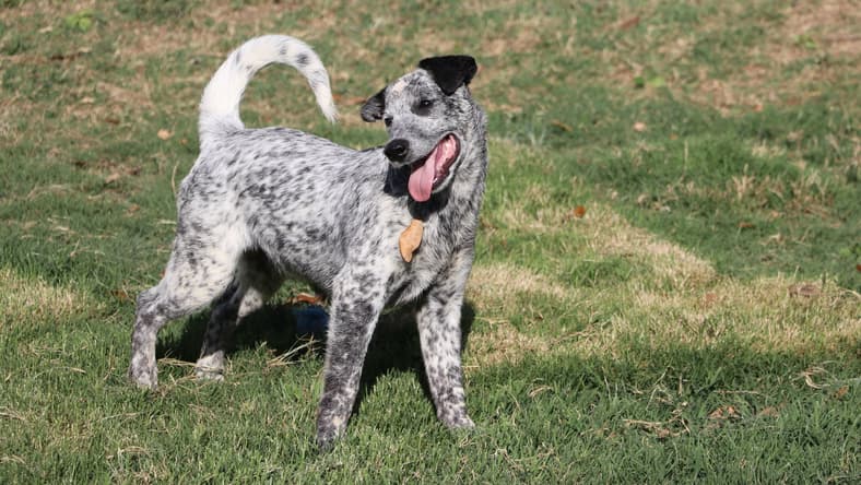 Marcher - Australian Cattle Dog/Blue Heeler