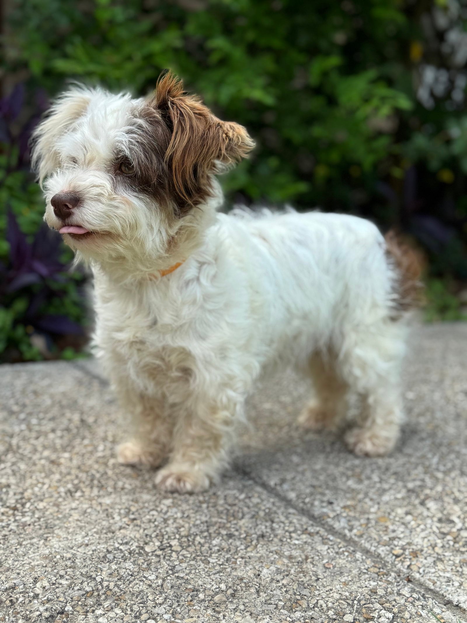 Layla - Terrier