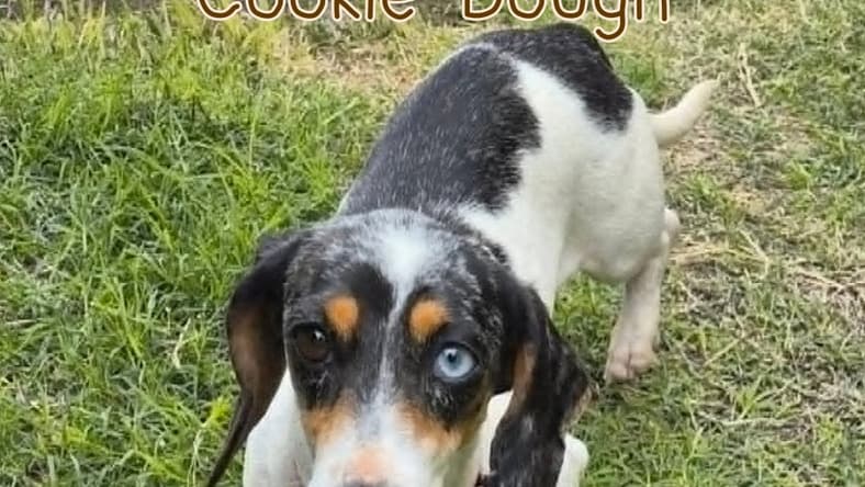 Cookie Dough - Dachshund