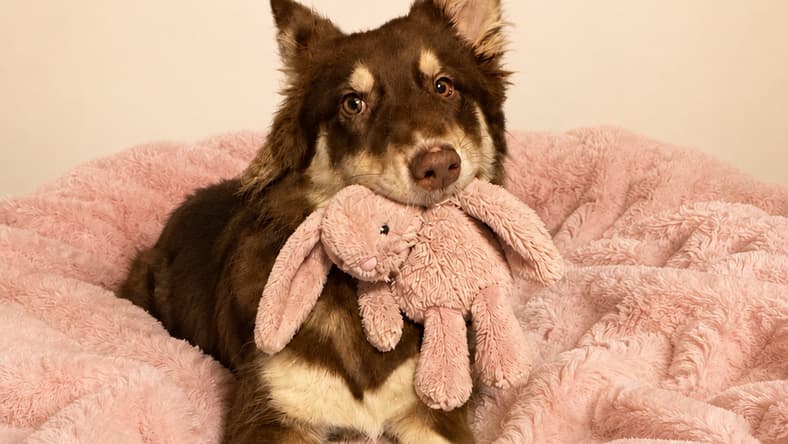 Julie - Australian Shepherd