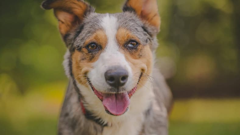 Freya: At shelter - Cattle Dog
