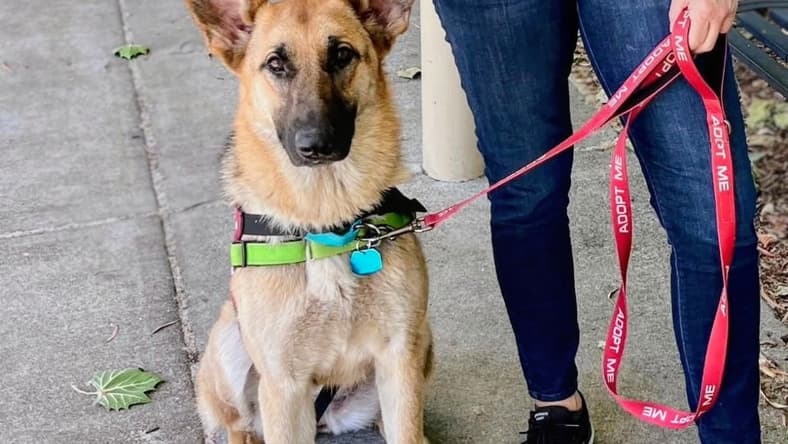 Alma - German Shepherd Dog