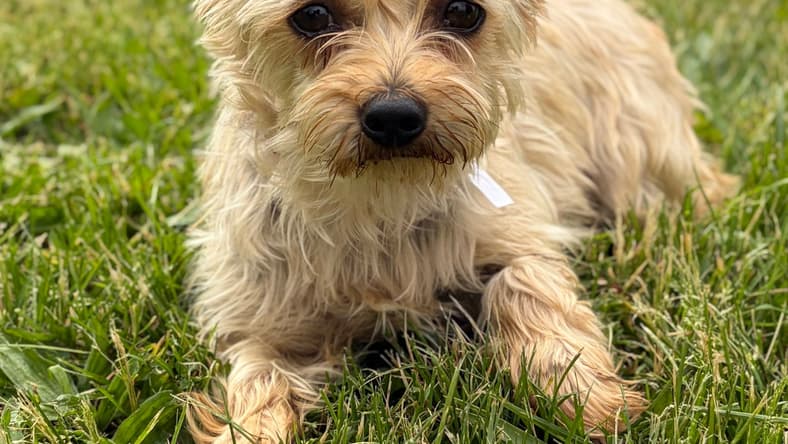 CoCo - Yorkshire Terrier Yorkie