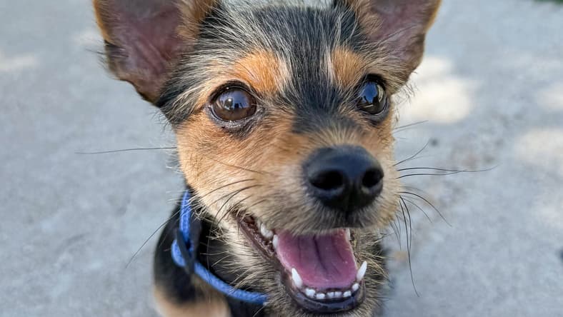 Moose - Yorkshire Terrier Yorkie