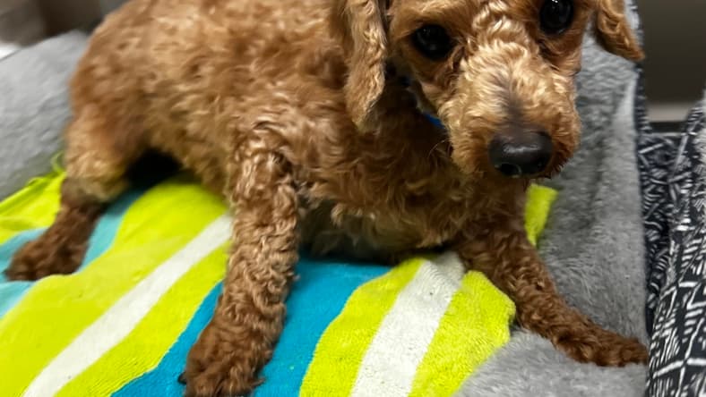 Norman Mar 26 - Poodle (Toy)