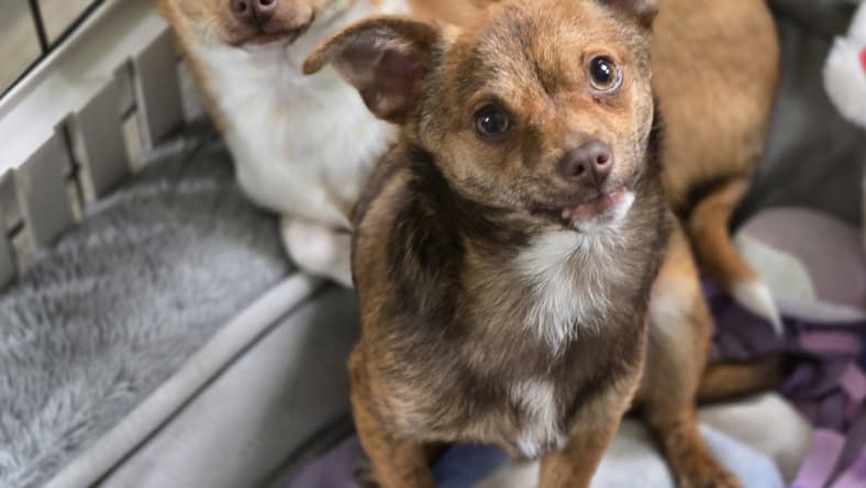 Taquito - Chihuahua