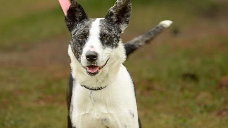 JoJo - Australian Shepherd