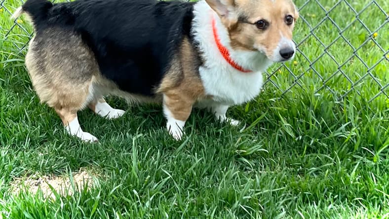 Baby - Corgi