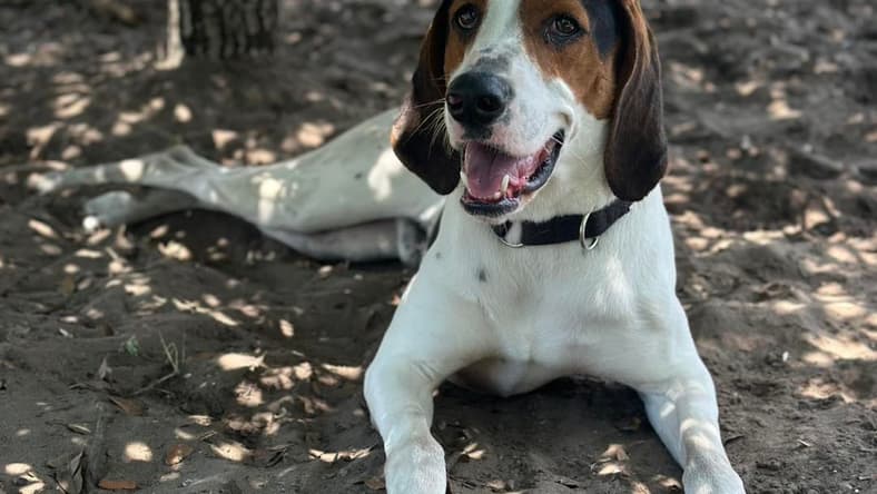 Dalton - Hound