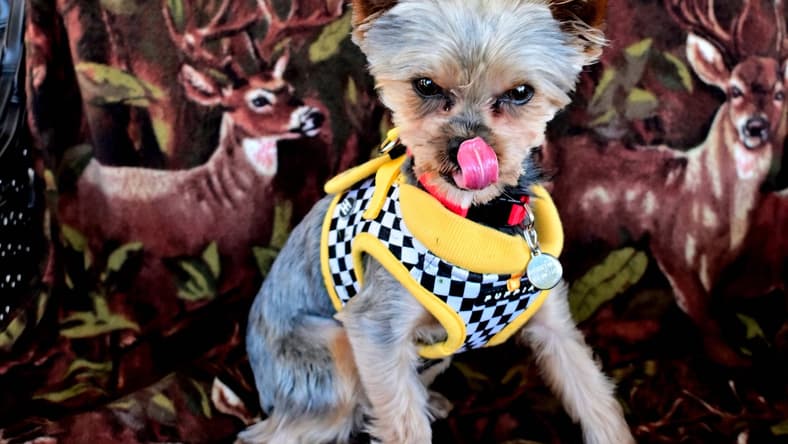 A Trevor - Yorkshire Terrier Yorkie