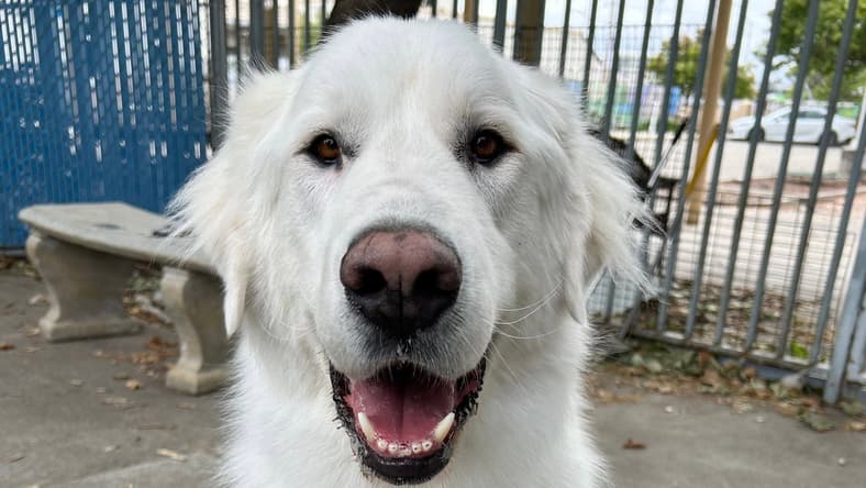 Osobuco - Great Pyrenees