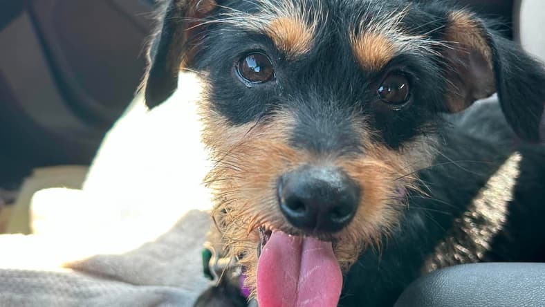 Millie - Terrier