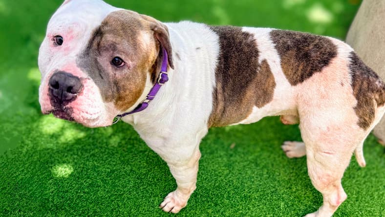 Devon - Pit Bull Terrier