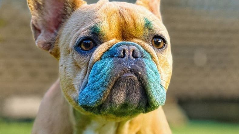 Frankie - French Bulldog