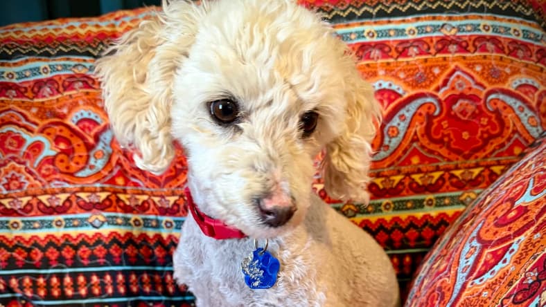 Mario - Poodle (Miniature)